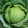 Cabbage