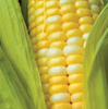 Sweet Corn