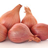 Shallot